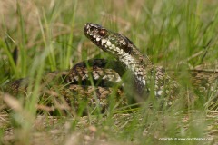 Vipera berus