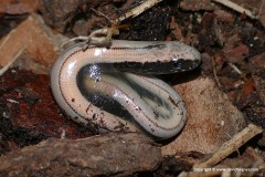 Anguis fragilis