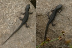Lacerta agilis