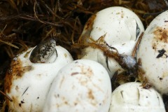 Natrix tessellata