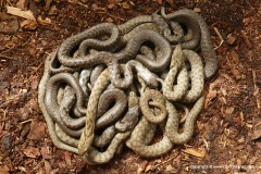 Natrix tessellata