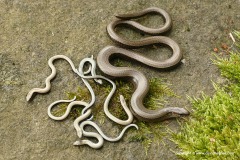 Anguis fragilis