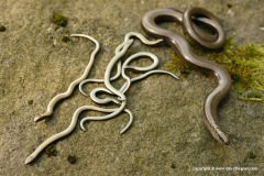 Anguis fragilis