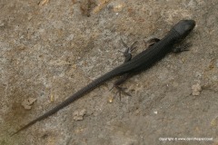 Lacerta agilis