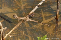 Lacerta agilis