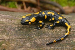 Salamandra salamandra