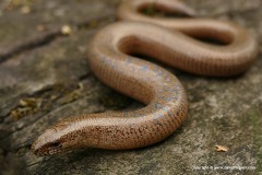Anguis fragilis