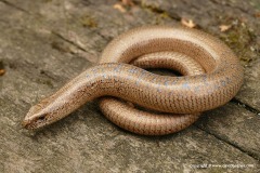 Anguis fragilis
