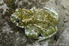 Bufotes viridis