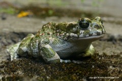 Bufotes viridis