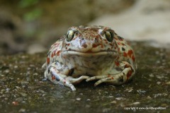 Pelobates fuscus