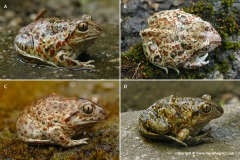 Pelobates fuscus