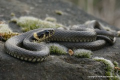 Natrix natrix