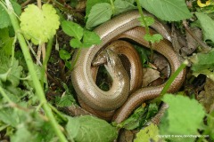 Anguis fragilis