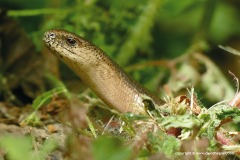 Anguis fragilis