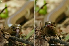 Anguis fragilis