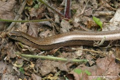 Anguis fragilis