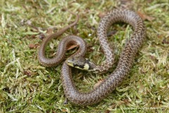 Zamenis longissimus