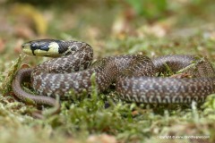 Zamenis longissimus