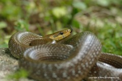 Zamenis longissimus