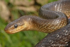 Zamenis longissimus