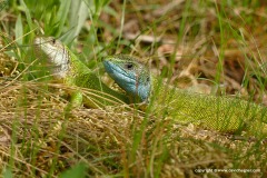 Lacerta viridis