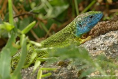 Lacerta viridis