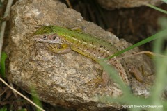 Lacerta viridis