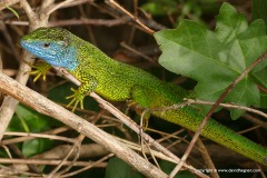 Lacerta viridis