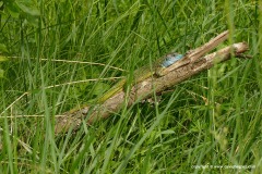 Lacerta viridis