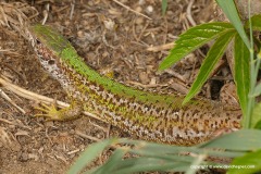 Lacerta viridis