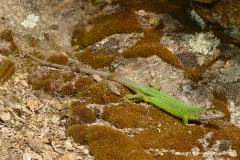Lacerta viridis