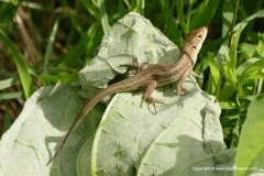 Lacerta viridis