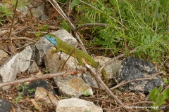 Lacerta viridis