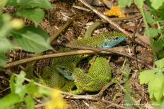 Lacerta viridis