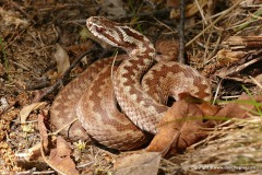 Vipera berus