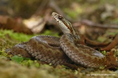 Vipera berus