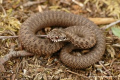 Vipera berus