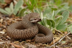 Vipera berus