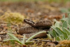 Vipera berus