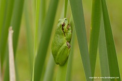 Hyla arborea