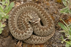 Vipera berus