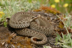 Vipera berus
