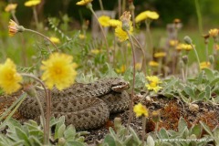 Vipera berus