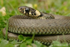 Natrix natrix