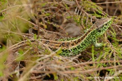 Lacerta agilis