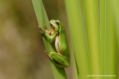 Hyla arborea