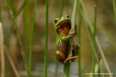 Hyla arborea