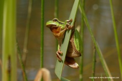 Hyla arborea