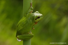 Hyla arborea